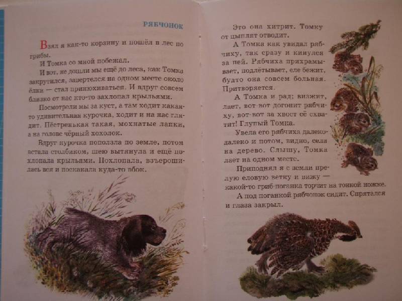 Рассказы про зверей и птиц— Евгений Чарушин купить книгу в Киеве ...
