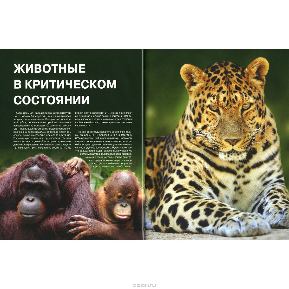 Красная книга. Животные мира купить книгу в Киеве (Украина) — Книгоград