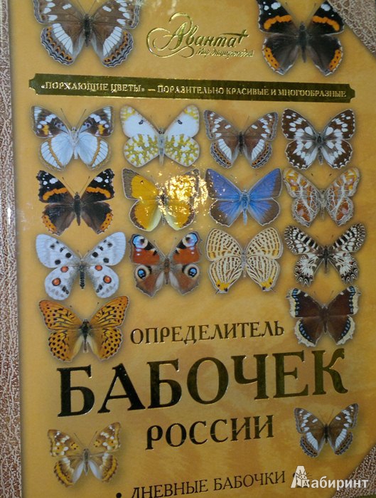 Определитель бабочек России. Дневные бабочки — Леонид Каабак, Андрей ...