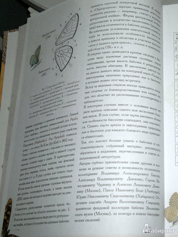 Определитель бабочек России. Дневные бабочки — Леонид Каабак, Андрей ...