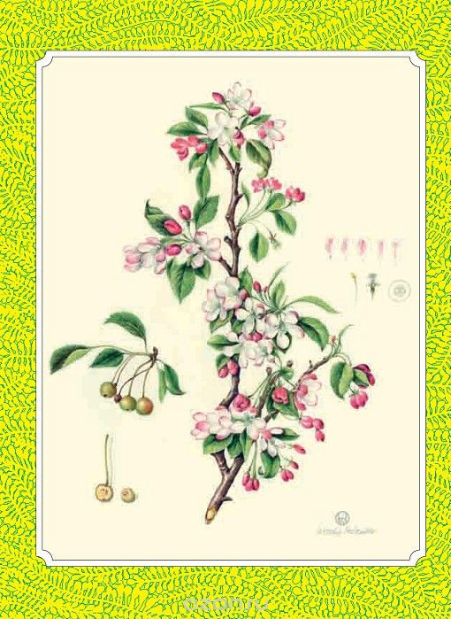 botany plant paper botany plant paper