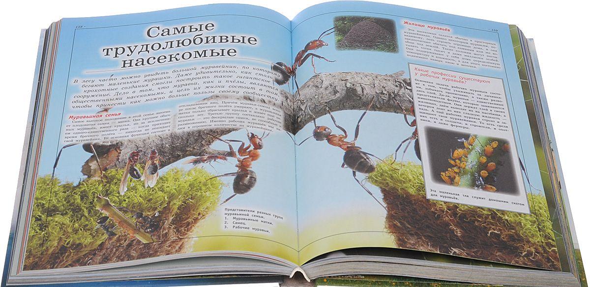 Большая детская энциклопедия обо всем на свете — Дмитрий Кошевар купить ...