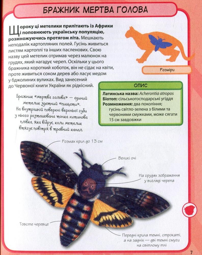 Комахи. 50 найвідоміших видів: Міні-енциклопедія купити книгу в Києві ...