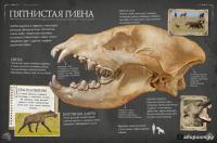 Коллекция костей. Черепа — Камилла де ла Бедуайер #1