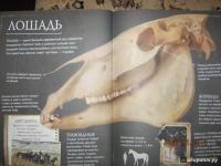 Коллекция костей. Черепа — Камилла де ла Бедуайер #12