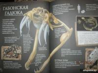 Коллекция костей. Черепа — Камилла де ла Бедуайер #15