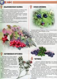 Атлас животных и растений Украины — Татьяна Станкевич