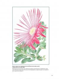 Ботаническая иллюстрация. Руководство по рисованию от Королевских ботанических садов Кью — Кристабель Кинг