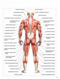 Анатомия наращивания мышц — Рэмзи Крэйг #6
