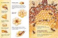 Как живет пчелка. Познавательные истории — Фридерун Райхенштеттер #3