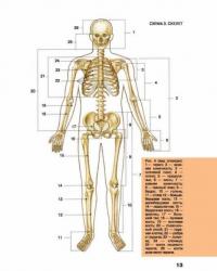 Большой атлас анатомии человека #12