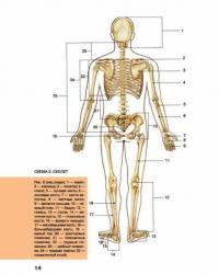 Большой атлас анатомии человека #13