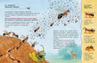 Где живёт муравьишка. Познавательные истории — Фридерун Райхенштеттер #2