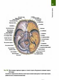 Анатомия человека. Атлас. Учебное пособие. В 3-х томах. Том 3. Учение о нервной системе — Сапин Михаил Романович #14