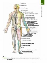 Анатомия человека. Атлас. Учебное пособие. В 3-х томах. Том 3. Учение о нервной системе — Сапин Михаил Романович #20