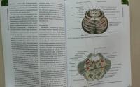 Анатомия человека. Атлас. Учебное пособие. В 3-х томах. Том 3. Учение о нервной системе — Сапин Михаил Романович #34