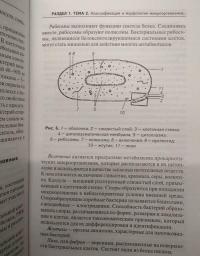 Основы микробиологии и иммунологии. Учебное пособие — Камышева Карина Сергеевна #11
