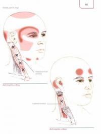 Путеводитель по телу. Клинический атлас триггерных точек — Бил Эндрю #2