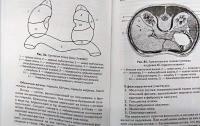 Топографическая анатомия. Учебное пособие — Елена Викторовна Чаплыгина, Виктор Иосифович Домбровский, Ольга Антониновна Каплунова, Александр Андреевич Швырев #16