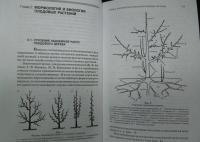 Плодоводство. Учебное пособие — Николай Павлович Кривко, Евгений Васильевич Агафонов, Владимир Викторович Чулков, Владимир Валерьевич Турчин #11