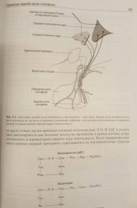 Патофизиология эндокринной системы — Вильям М. Кэттайл, Рональд А. Арки #12