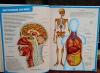 Анатомия человека. Энциклопедия для детей — Винченцо Гуиди #7