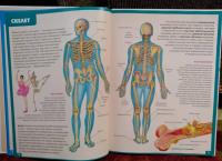 Анатомия человека. Энциклопедия для детей — Винченцо Гуиди #8