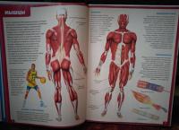Анатомия человека. Энциклопедия для детей — Винченцо Гуиди #9