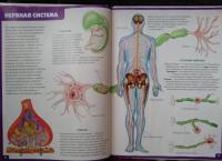 Анатомия человека. Энциклопедия для детей — Винченцо Гуиди #10