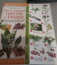 Лекарственные цветы и травы. Наглядный карманный определитель — Ксения Борисовна Митителло #9