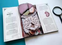 Тело человека. Интерактивная книга-панорама — Ричард Уолкер #6