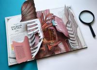 Тело человека. Интерактивная книга-панорама — Ричард Уолкер #9
