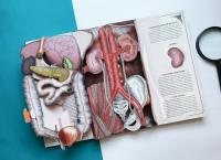 Тело человека. Интерактивная книга-панорама — Ричард Уолкер #10