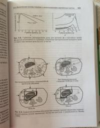 Основы клинической радиобиологии — Майкл С. Джойнер, дер Когель Олберт Дж. Ван #6