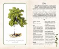Тайный язык деревьев — Джилл Дэвис #6
