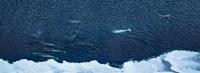Архипелаги Арктики. Панорам высоких широт — Леонид Круглов #9