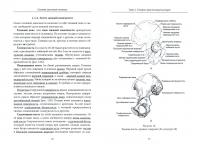 Основы анатомии человека. Учебное пособие — Марина Анатольевна Негашева, Ирина Анатольевна Славолюбова, Станислав Владимирович Дробышевский #1