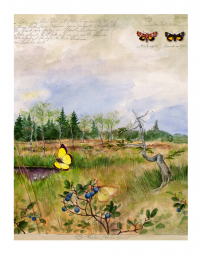 Бабочки. Основы систематики, среда обитания, жизненный цикл и магия совершенства — Йоганн Брандштеттер, Ельке Ціппель #18