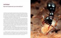 Приключения среди муравьев. Путешествие по земному шару с триллионами суперорганизмов — Марк Моффетт #5