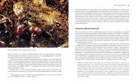 Приключения среди муравьев. Путешествие по земному шару с триллионами суперорганизмов — Марк Моффетт #7