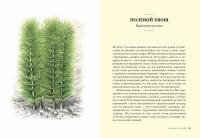 Травы: Природный источник жизненной силы — Урсула Штумпф  #3