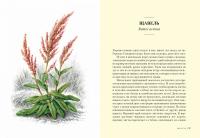 Травы: Природный источник жизненной силы — Урсула Штумпф  #4