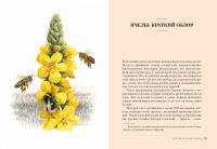 Пчелы. Что человек и пчела значат друг для друга — Фридрих Хайнбух  #3