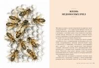 Пчелы. Что человек и пчела значат друг для друга — Фридрих Хайнбух  #7