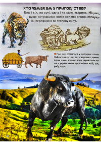 Книга Дивовижна енциклопедія про тварин у запитаннях і відповідях — Владимир Верховень #17