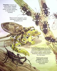 Книга Велика книга комах — Эмили Боун #14