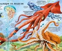 Книга Велика книга морських мешканців — Минна Лейси #10