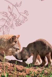 Книга Вусохвості й лапокрилі. Читанка про тварин — Владимир Верховень #16