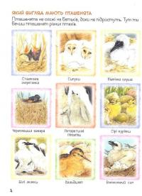 Книга Дивовижний світ тварин. Хто вилупився з яйця? #9