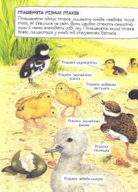 Книга Дивовижний світ тварин. Хто вилупився з яйця? #12